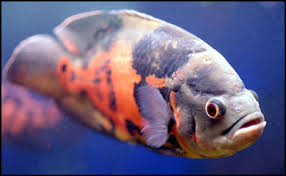 Dėmėtasis astronotas Astronotus ocellatus